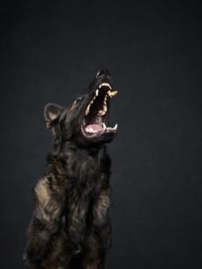 A black dog snarling with its head lifted.