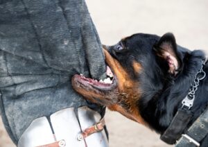 A Rottweiler dog biting the leg of a person wearing protective padding.