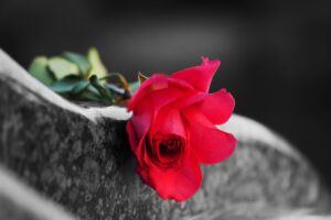 A red flower lying on top of a gravestone.